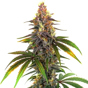 Kush Mints: Cogollo resinoso con aroma mentolado.
