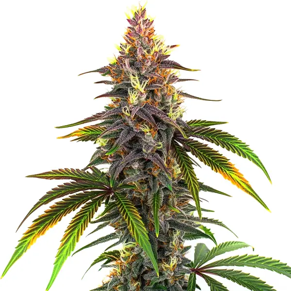 Kush Mints
