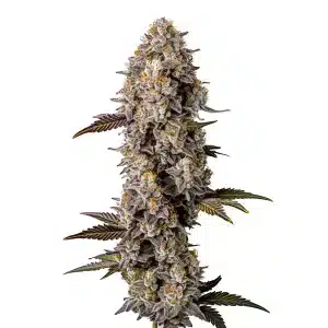 Cogollo de Lemon Cherry Gelato muy compacto, cubierto de tricomas densos en floración avanzada.