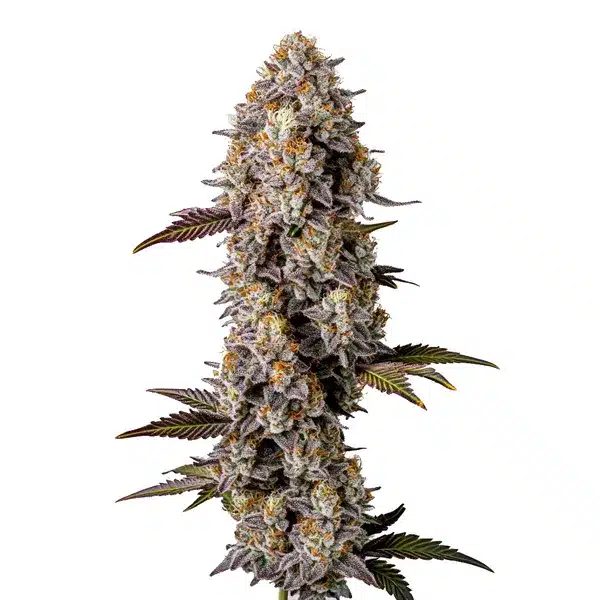 Lemon Cherry Gelato