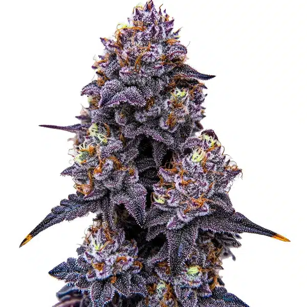 Lemon Cherry Runtz