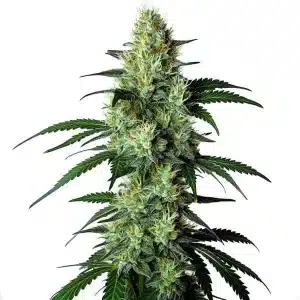 Louis XIII: Potencia real y sabor intenso.
