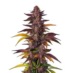 Planta de LSD Auto con cogollos resinosos y hojas en plena floración.