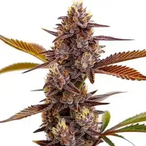 Cogollo de Mandarin Cookies con abundantes tricomas en floración avanzada.
