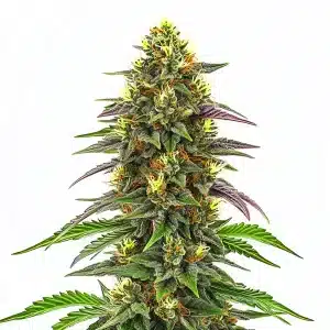 Maui Waui: cogollo tropical y aromático.