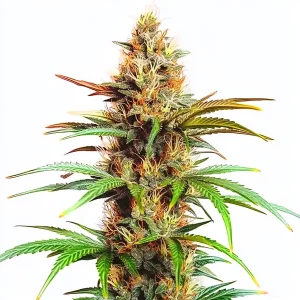 Planta de Mexican Red Hair Auto con cogollos resinosos característicos de la variedad.