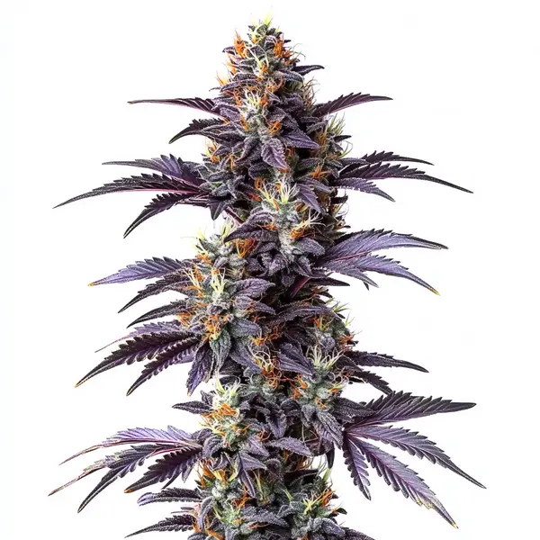Mimosa Cake Auto