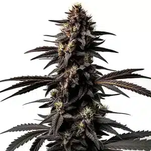 Cogollo de Miracle Alien Cookies con flores compactas y abundantes tricomas.