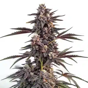 Cogollo de Moonshine Cookies con tricomas abundantes y estructura compacta.
