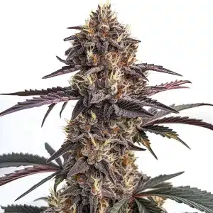 Cogollo de Moonshine Cookies Auto con tricomas abundantes.