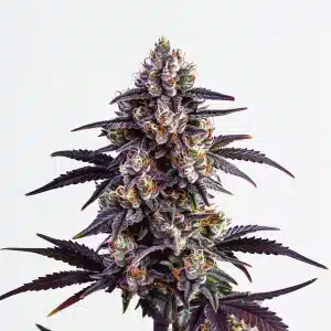 Planta de Motor Breath con cogollos cubiertos de tricomas y hojas oscuras.