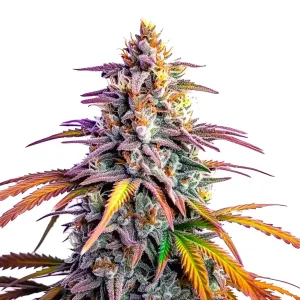 Cogollo de Motor Breath x Honey Drop con tricomas densos y hojas en plena maduración.