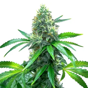 OG Kush: flor potente y aromática.
