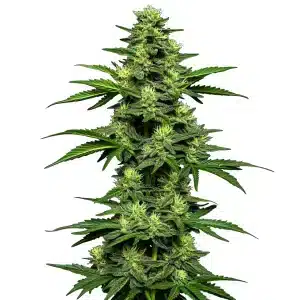 OG Kush Auto: Cogollo compacto y resinoso.