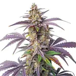 Cogollo de Peanut Butter Breath, variedad de cannabis potente y resinosa de Blimburn Seeds.