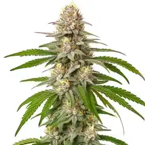 Cogollo de Pineapple Express con abundantes tricomas y hojas verdes alargadas en floración avanzada.