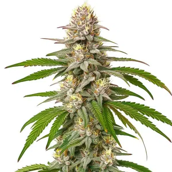 Pineapple Express