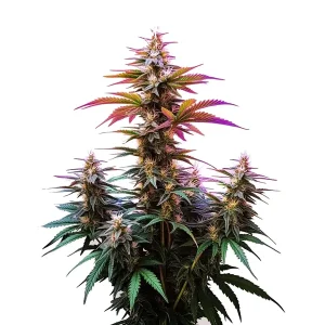 Planta de Pink Rozay x Gelato Auto con múltiples colas, hojas y cogollos resinosos en floración.