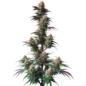 Planta de Pink Runtz Auto, cogollos autoflorecientes resinosos.