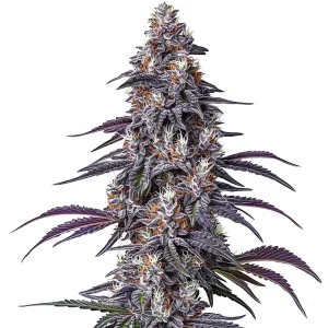 Flor de cannabis Purple Haze con cogollo central alargado y abundante resina en floración avanzada.