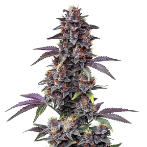 Flor de cannabis Purple Haze Auto con cogollo central compacto y abundantes tricomas resinosos.