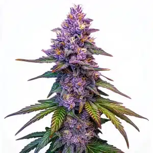 Purple Lemonade Auto con cogollos morados cubiertos de resina y hojas con tonos verdes y púrpuras intensos.