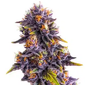 Flor de cannabis Purple Star Killer con cogollo central denso y abundantes tricomas resinosos.