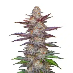 Flor de cannabis Purple Zkittlez Lemon Bean con cogollo central alargado y abundantes tricomas.