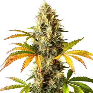 Flor de cannabis Red Super Skunk Auto con cogollo central compacto y abundantes tricomas.