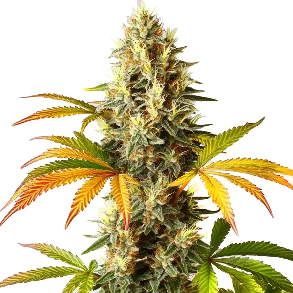 Red Super Skunk Auto