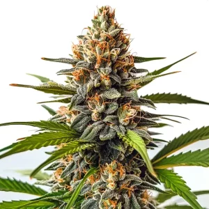 Flor de cannabis SFV OG x Honey Drop con cogollo central denso y alta producción de tricomas.