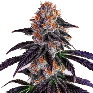 Cogollo de cannabis Sirius Black con alta producción de tricomas y pistilos en floración.