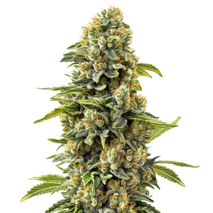 Skunk #1 con cola central compacta, cogollos densos y buena producción de resina en floración avanzada.