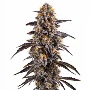 Cogollo de cannabis Slurty 3 con estructura compacta y alta producción de resina.