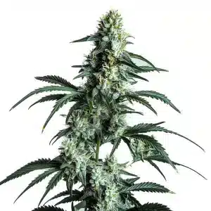Sour Diesel: Cogollo resinoso y aromático