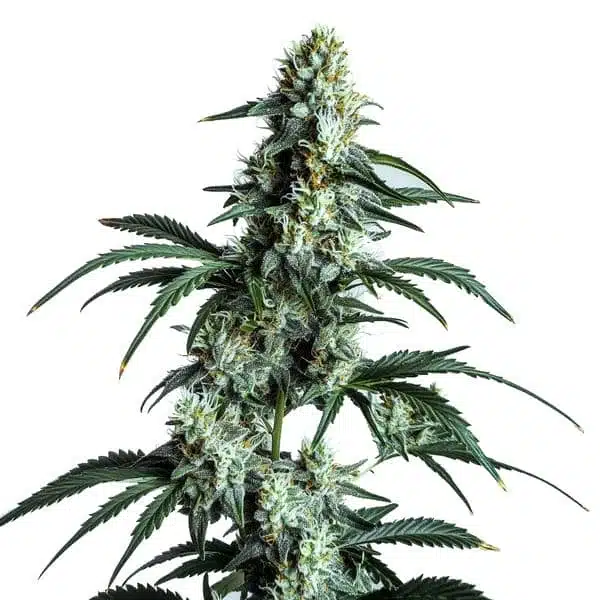 Sour Diesel