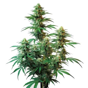 Planta de Sour Diesel Auto: estructura alta típica de sativa.