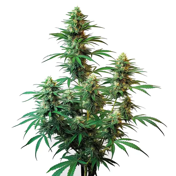 Sour Diesel Auto