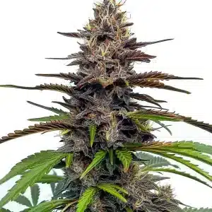 Flor de cannabis Star Killer con alta cobertura de tricomas.