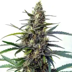 Cogollo de cannabis Star Killer Fast Version con estructura compacta, abundantes tricomas, pistilos y hojas en floración.