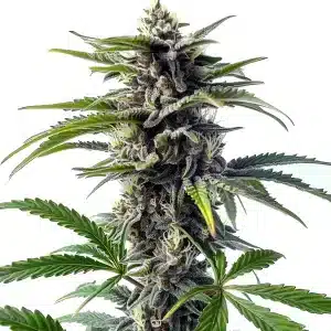 Star Killer Regular con cogollos densos, alta producción de resina en floración avanzada.