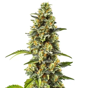 Strawberry Cough planta de cannabis con cogollo central grande, muy resinoso y en floración avanzada.