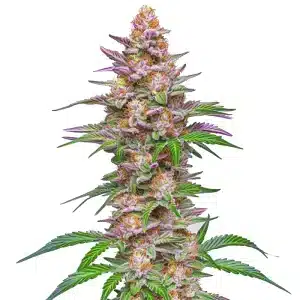 Strawberry Pie Auto: Cogollo dulce y colorido.
