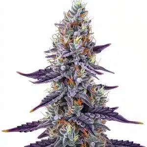 Cogollo de cannabis Sunset Runtz con tonos púrpura intensos, alta producción de tricomas y estructura compacta.
