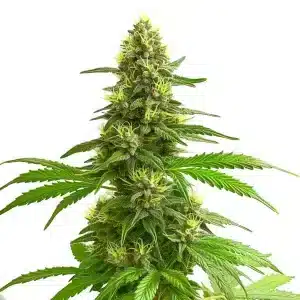 Super Lemon Haze: Cogollo cítrico y potente.