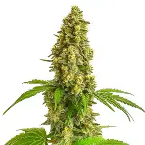 Super Lemon Haze Autoflower con cola central alargada, cogollos densos y abundante resina en floración avanzada.