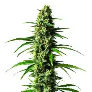 Super Skunk con estructura de cogollos compactos y buena producción de resina en floración avanzada.