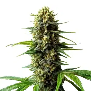 Super Skunk Auto planta de cannabis autofloreciente con cogollo muy resinoso en floración.