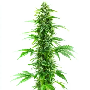 Planta de cannabis Sweet Island Skunk Fast Version con estructura alta, cogollos alargados en plena floración.
