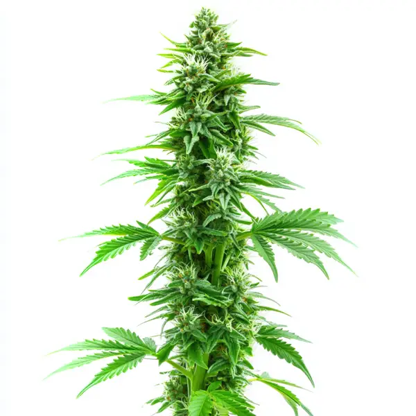Sweet Island Skunk Fast Version